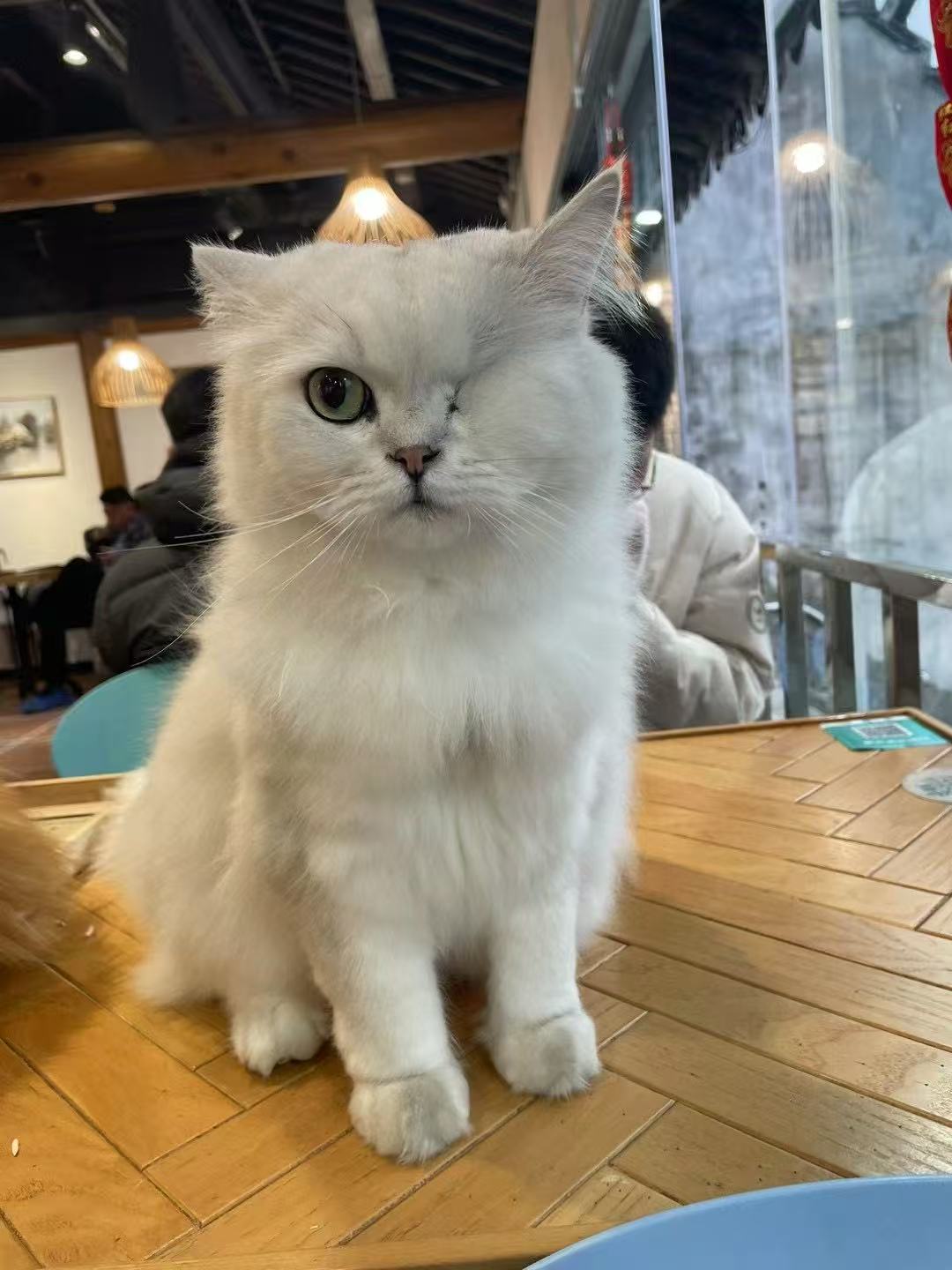 Animal photo 1