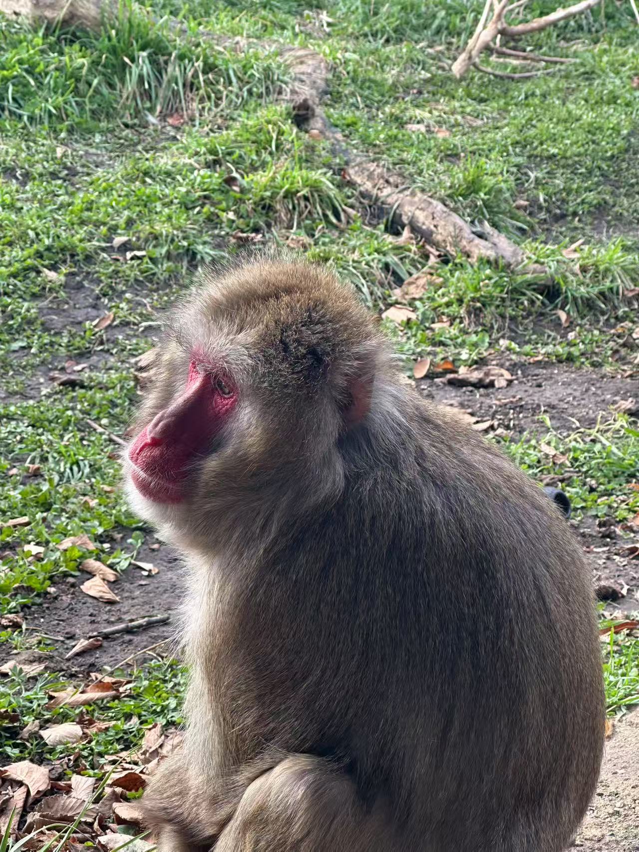 Animal photo 7